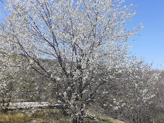 Maison De 12 Et Piscine * Colognac